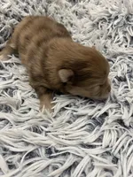 Sweetie , a female Pomeranian for sale in Saucier, MS – 1 of 3