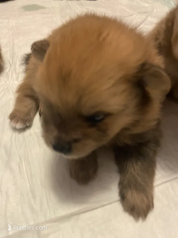 Sable boy – Pomeranian puppy for sale in Saucier, MS