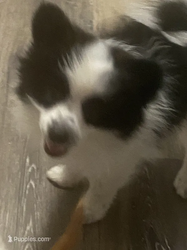 Oscar – Pomeranian puppy for sale in Saucier, MS