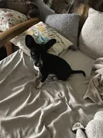 Gypsy, a female Chihuahua for sale in Saucier, MS – 1 of 3