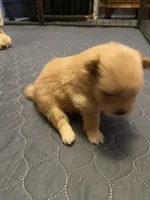 Rusty, a male Pomeranian for sale in Saucier, MS – 4 of 6