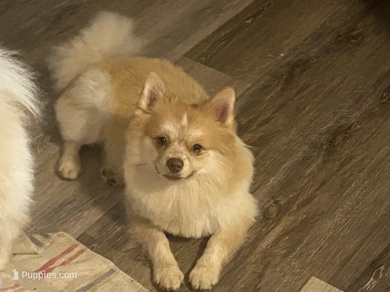 Kobe – Pomeranian puppy for sale in Saucier, MS