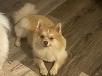 Kobe, a male Pomeranian for sale in Saucier, MS – 1 of 5
