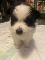 Oscar, a male Pomeranian for sale in Saucier, MS – 8 of 10