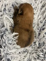 Sable boy, a male Pomeranian for sale in Saucier, MS – 2 of 5