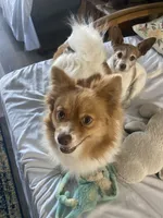 Rayna, a female Pomeranian for sale in Saucier, MS – 6 of 9