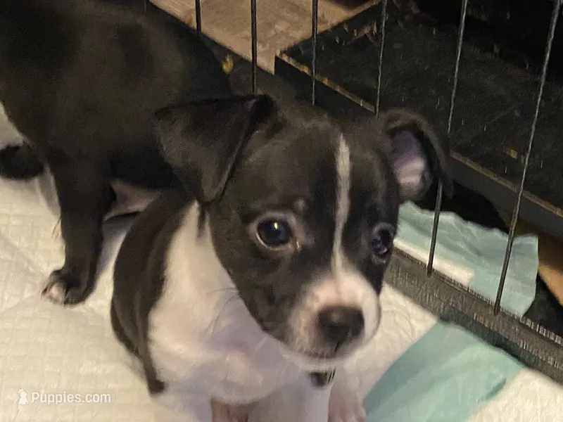 Bobo – Chihuahua puppy for sale in Saucier, MS