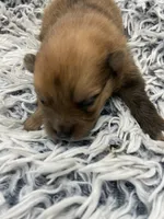 Sable boy, a male Pomeranian for sale in Saucier, MS – 4 of 5