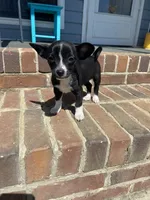 Gypsy, a female Chihuahua for sale in Saucier, MS – 2 of 3