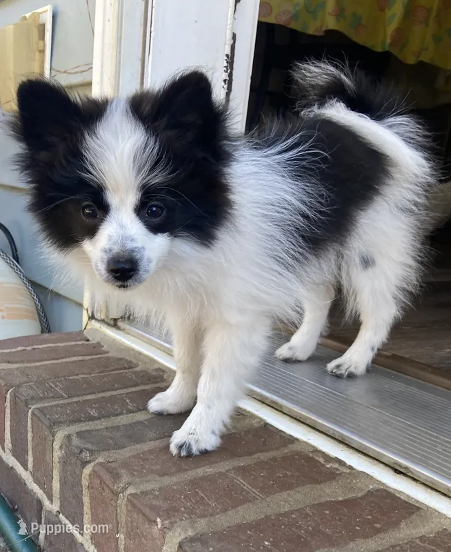 Oscar, a male Pomeranian for sale in Saucier, MS – 1 of 9