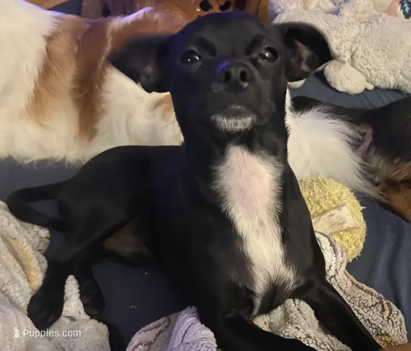 Harley – Chihuahua puppy for sale in Saucier, MS