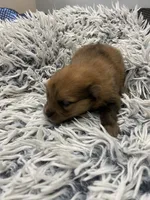 Sable boy, a male Pomeranian for sale in Saucier, MS – 3 of 5