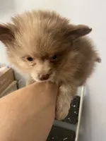 Cutie pie, a female Pomeranian for sale in Saucier, MS – 4 of 10