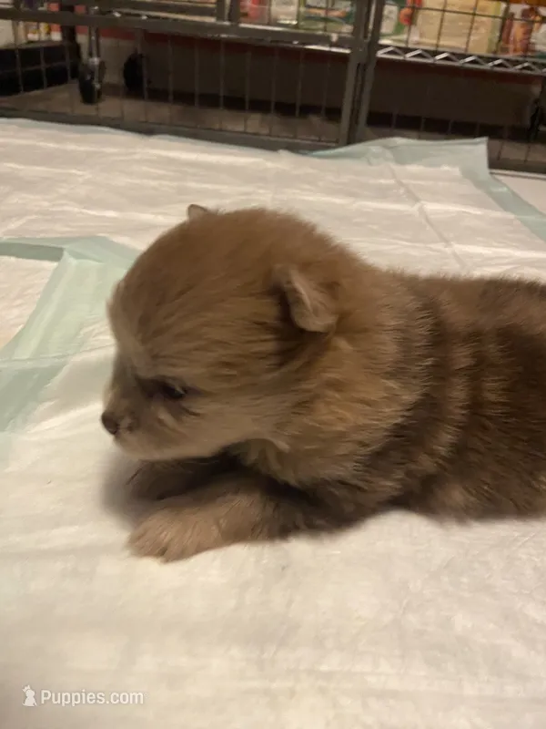 Sweetie  – Pomeranian puppy for sale in Saucier, MS