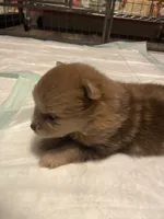 Sweetie , a female Pomeranian for sale in Saucier, MS – 1 of 7