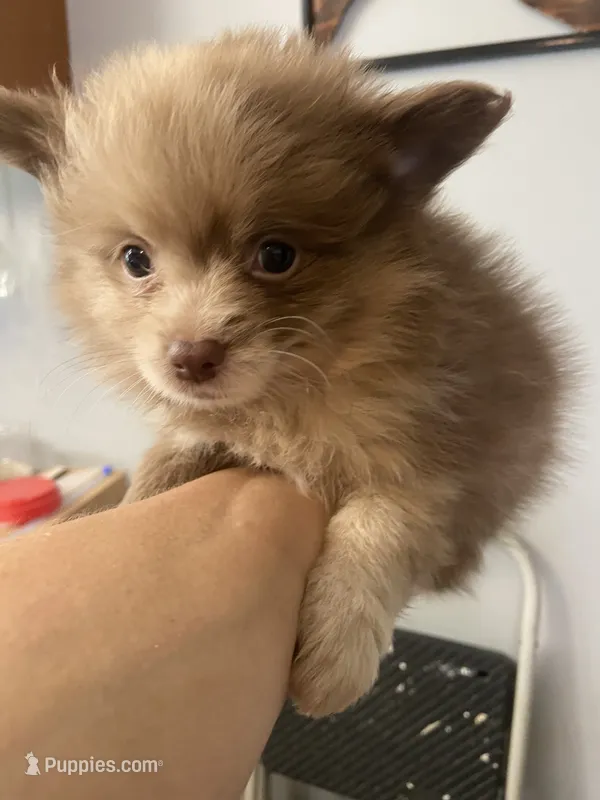 Ghost girl – Pomeranian puppy for sale in Saucier, MS