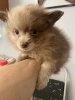 Cutie pie, a female Pomeranian for sale in Saucier, MS – 10 of 10