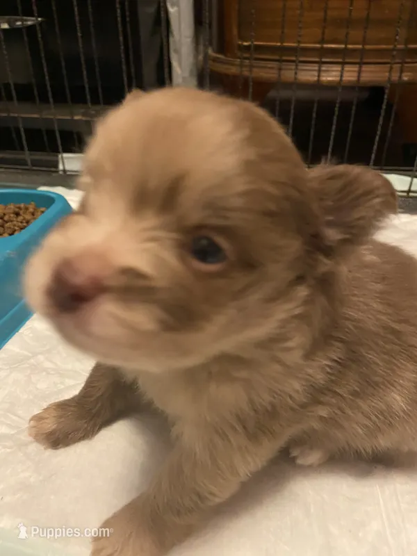 Cutie pie – Pomeranian puppy for sale in Saucier, MS