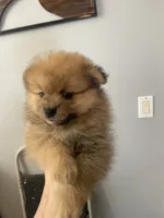 Danny boy, a male Pomeranian for sale in Saucier, MS – 2 of 8
