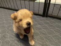 Rusty, a male Pomeranian for sale in Saucier, MS – 5 of 6