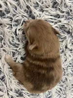 Sweetie , a female Pomeranian for sale in Saucier, MS – 2 of 3