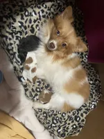 Rayna, a female Pomeranian for sale in Saucier, MS – 8 of 9