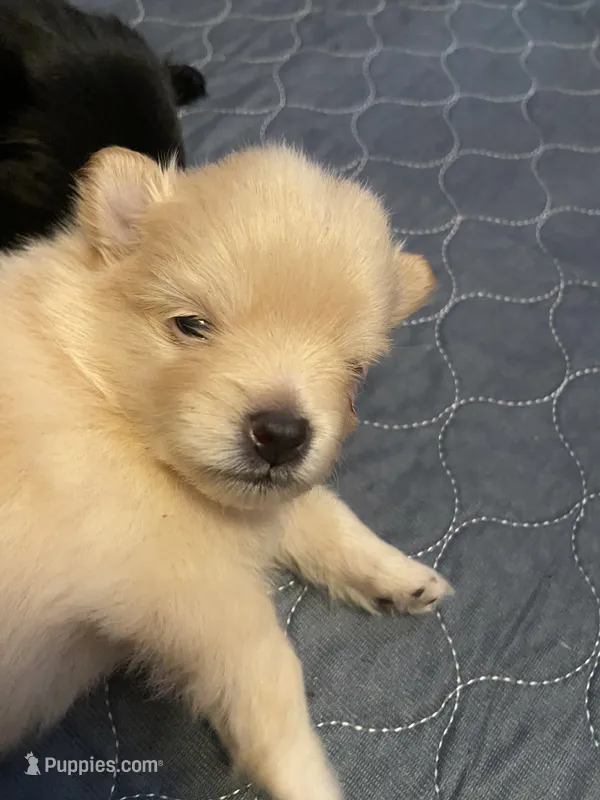 Creamos  – Pomeranian puppy for sale in Saucier, MS