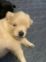 Creamos , a male Pomeranian for sale in Saucier, MS – 1 of 1
