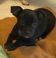 Tiny, a male Chihuahua for sale in Saucier, MS – 1 of 10