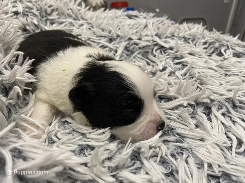 Coco – Pomeranian puppy for sale in Saucier, MS