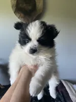 Oscar, a male Pomeranian for sale in Saucier, MS – 9 of 10