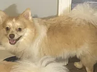 Kobe, a male Pomeranian for sale in Saucier, MS – 4 of 5