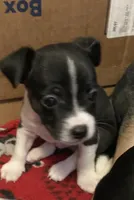 Oreo, a male Chihuahua for sale in Saucier, MS – 5 of 5