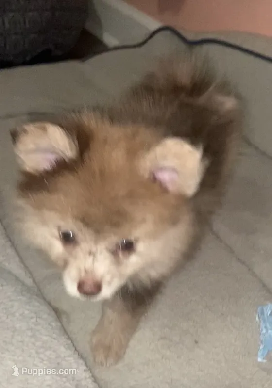 Cutie pie – Pomeranian puppy for sale in Saucier, MS