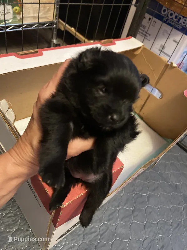 Silk – Pomeranian puppy for sale in Saucier, MS