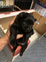 Silk, a female Pomeranian for sale in Saucier, MS – 1 of 8