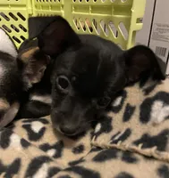 Tiny, a male Chihuahua for sale in Saucier, MS – 9 of 10