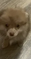 Lucy Lu, a female Pomeranian for sale in Saucier, MS – 3 of 8