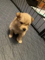 Rusty, a male Pomeranian for sale in Saucier, MS – 3 of 6
