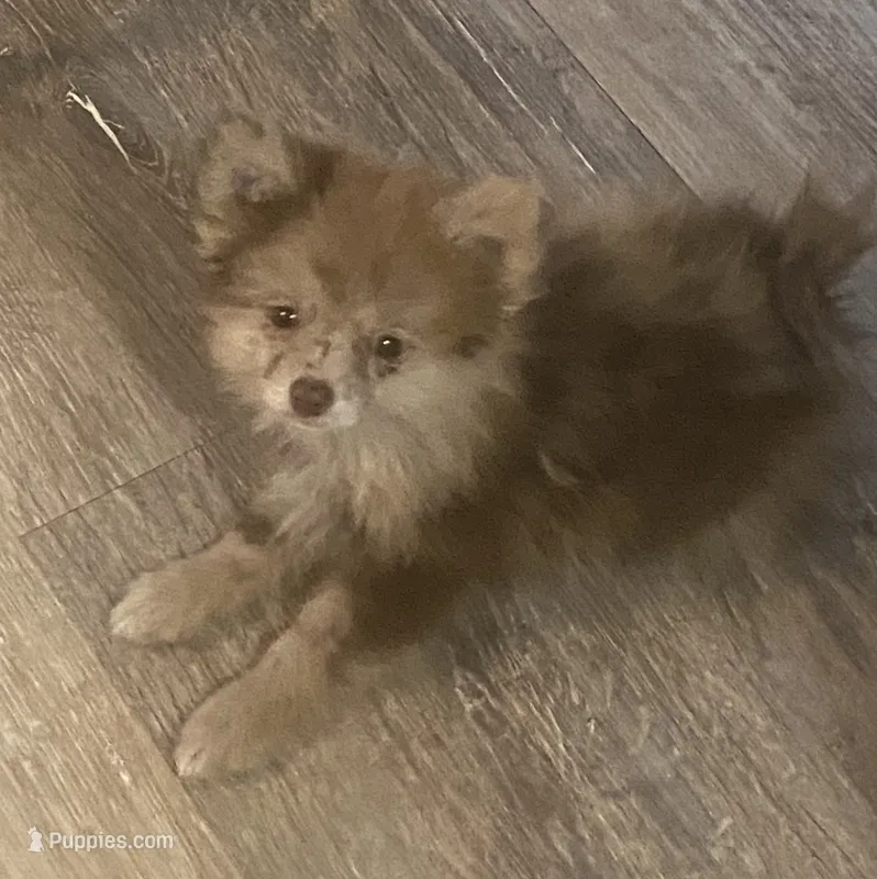 Lucy Lu – Pomeranian puppy on hold in Saucier, MS