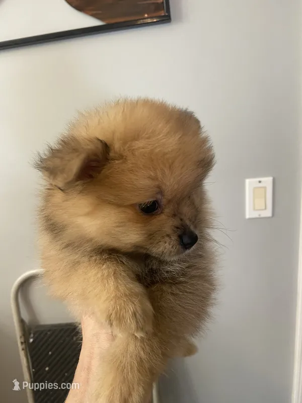 Danny boy – Pomeranian puppy for sale in Saucier, MS