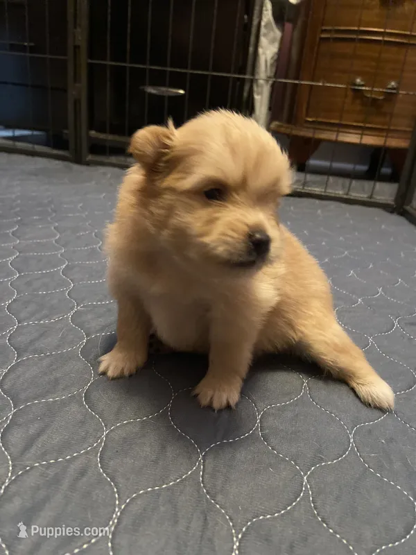 Rusty – Pomeranian puppy for sale in Saucier, MS