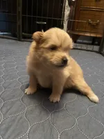 Rusty, a male Pomeranian for sale in Saucier, MS – 1 of 6
