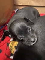 Pax, a male Chihuahua for sale in Saucier, MS – 3 of 4