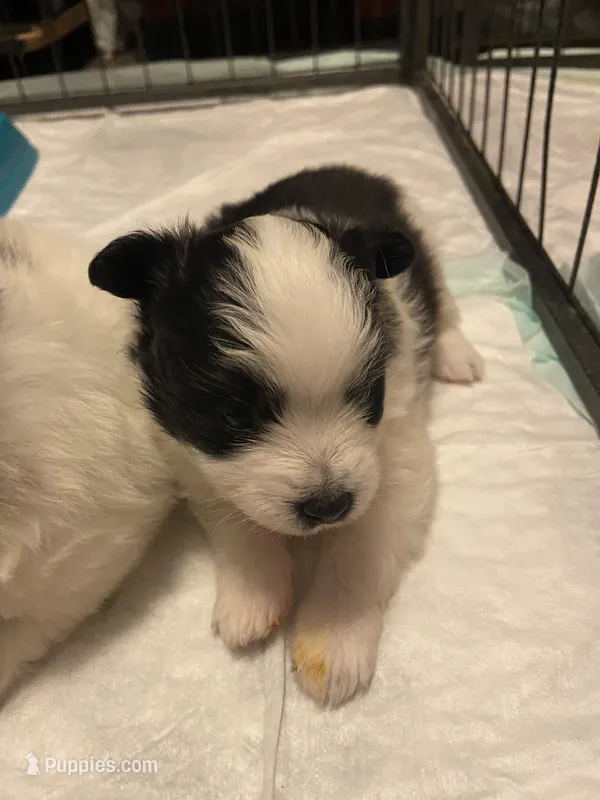 Coco – Pomeranian puppy for sale in Saucier, MS