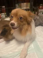 Rayna, a female Pomeranian for sale in Saucier, MS – 3 of 9
