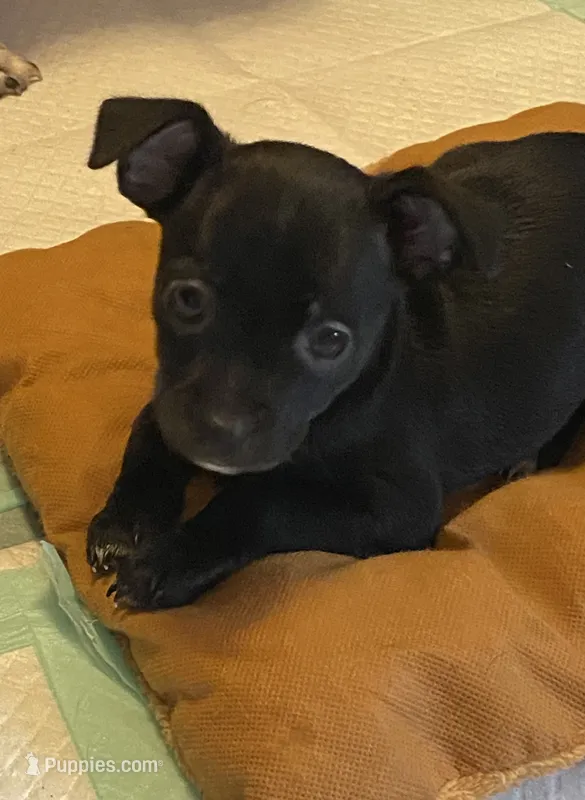 Boo – Chihuahua puppy for sale in Saucier, MS