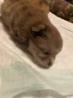 Sweetie , a female Pomeranian for sale in Saucier, MS – 5 of 7