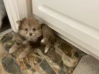 Lucy Lu, a female Pomeranian for sale in Saucier, MS – 2 of 8
