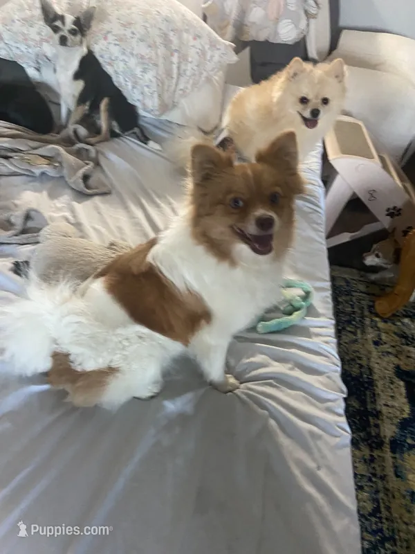 Rayna – Pomeranian puppy for sale in Saucier, MS